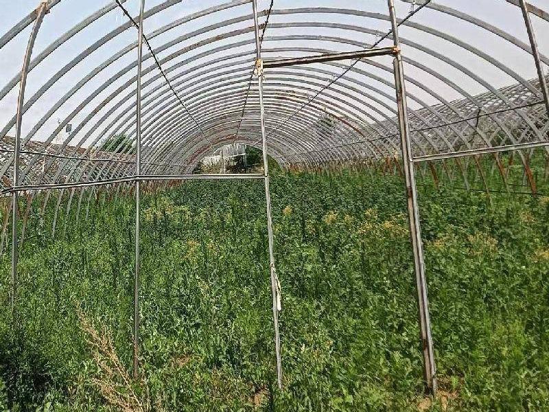 那吉屯第七连队（春棚道北）150处塑料大棚：第四区20处，第五区14处，第六区18处，第七区20处，第八区24处，第九区31处，第十区10处，第十一区13处整体出租（租金底价：112500.00元/年，租期一年）(国资监测编号GR2026NM1004348)