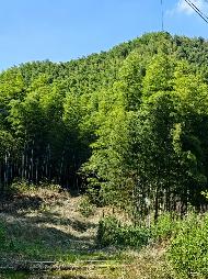 峨山镇紫岚村高岭头约506亩林地及林木5年期使用权出租公告