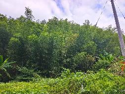衢江区大洲镇东岳村井塘毛竹山公开挂牌招租
