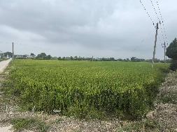 芜湖市弋江区龙湖街道高岗埠村约2124.62亩土地经营权出租公告