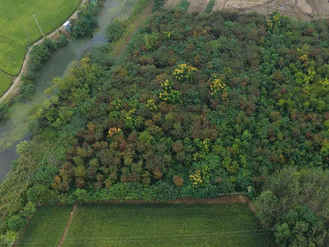 [芜湖市]一批榉树、无患子、香樟苗木资产转让公告