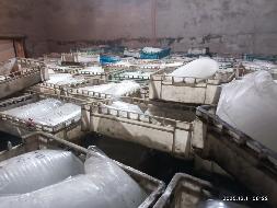 金河森工公司约240吨白桦树冻汁转让