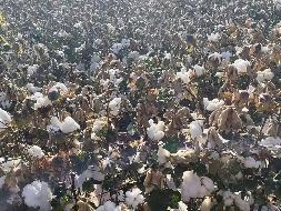新源县哈拉布拉农贸有限责任公司租赁位于新源县哈拉布拉乡12455亩农业用地