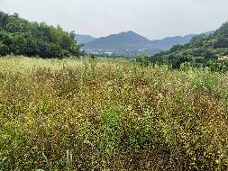 柯城区石梁镇坎底村大川庵开发园地土地公开挂牌招租