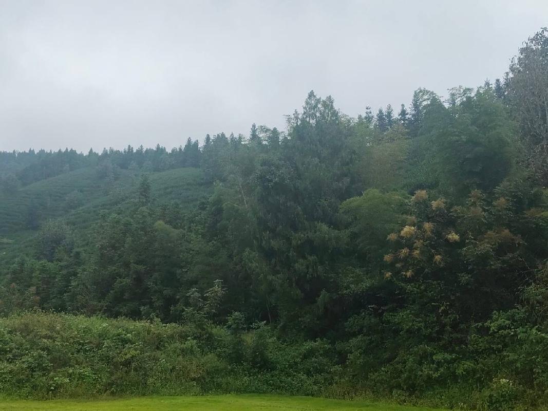 开化县池淮镇余田畈村茶山公开挂牌招租