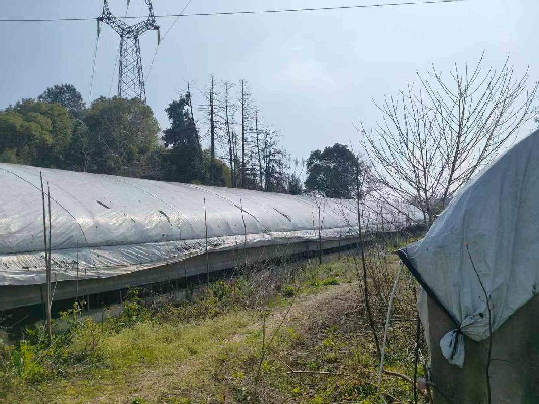 衢江区高家镇安仁村大墩自然村高畈承包山公开挂牌招租（二次挂牌）