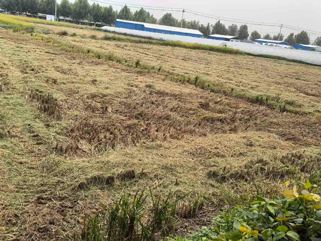 芜湖市鸠江区沈巷镇沈南村股份经济合作社约52亩土地经营权出租公告