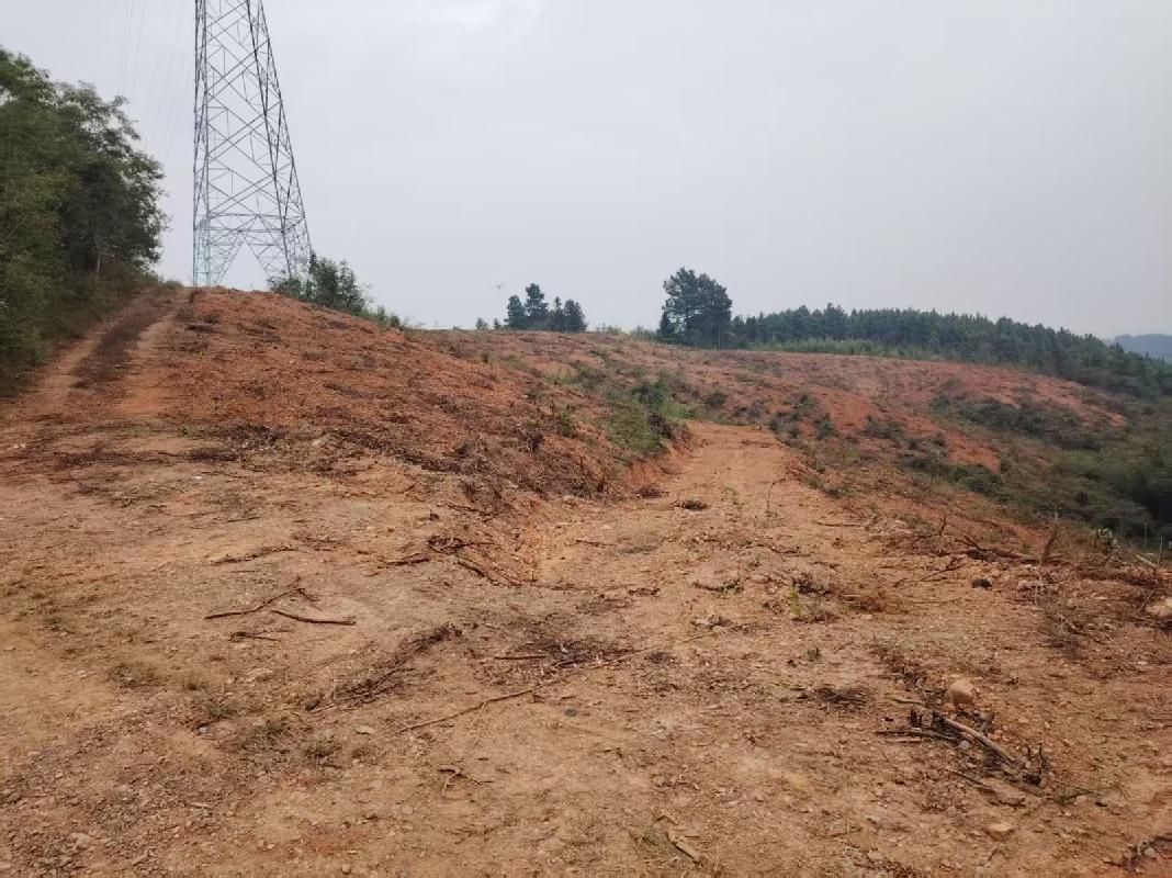 南陵县三里镇热爱村原林场石头岭片约302亩林地使用权出租公告