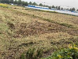 芜湖市鸠江区沈巷镇沈南村股份经济合作社约52亩土地经营权出租公告