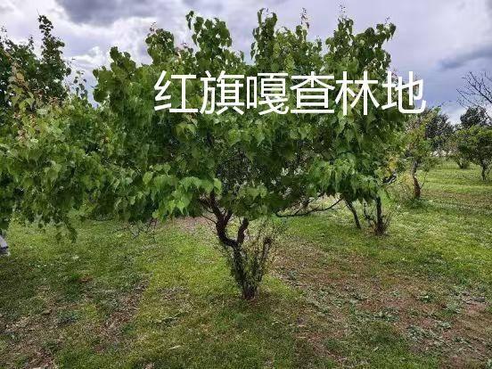 内蒙古农村商业银行股份有限公司 扎赉特旗支行6宗林地使用权及林木所有权分别转让询价