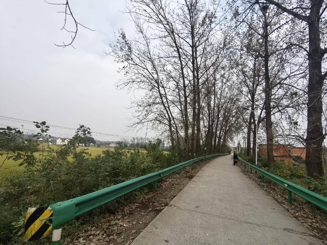 [芜湖市]无为市石涧镇西庙村道路两侧榆树、杨树、杉树转让公告