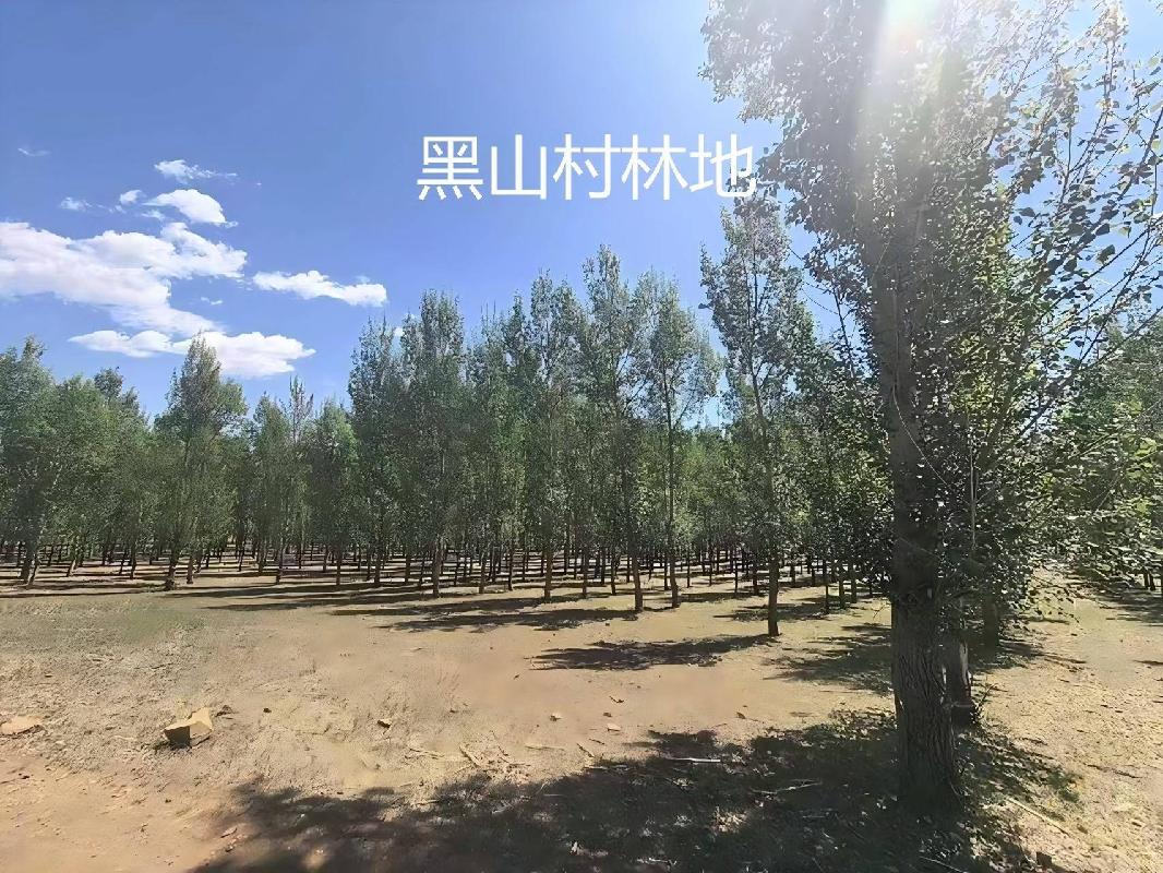 内蒙古农村商业银行股份有限公司 扎赉特旗支行6宗林地使用权及林木所有权分别转让询价