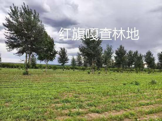 内蒙古农村商业银行股份有限公司 扎赉特旗支行6宗林地使用权及林木所有权分别转让询价