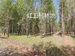内蒙古农村商业银行股份有限公司 扎赉特旗支行6宗林地使用权及林木所有权分别转让询价