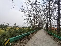 无为市石涧镇西庙村道路两侧榆树、杨树、杉树转让公告