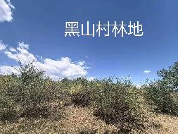 内蒙古农村商业银行股份有限公司 扎赉特旗支行6宗林地使用权及林木所有权分别转让询价