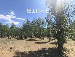 内蒙古农村商业银行股份有限公司 扎赉特旗支行6宗林地使用权及林木所有权分别转让询价