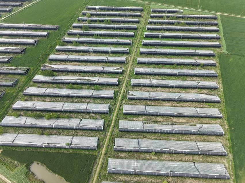朱码街道特色果蔬基地日光温室大棚出租招租公告