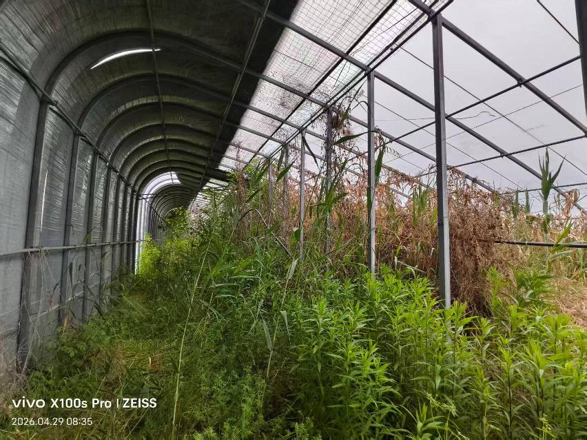 朱码街道特色果蔬基地日光温室大棚出租招租公告