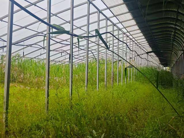 淮安市涟水县朱码街道特色果蔬基地日光温室大棚出租招租公告