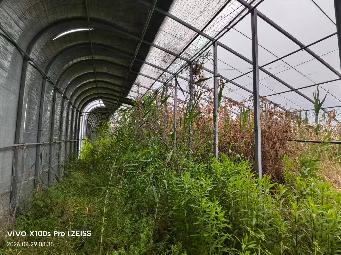 朱码街道特色果蔬基地日光温室大棚出租招租公告