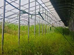 朱码街道特色果蔬基地日光温室大棚出租招租公告