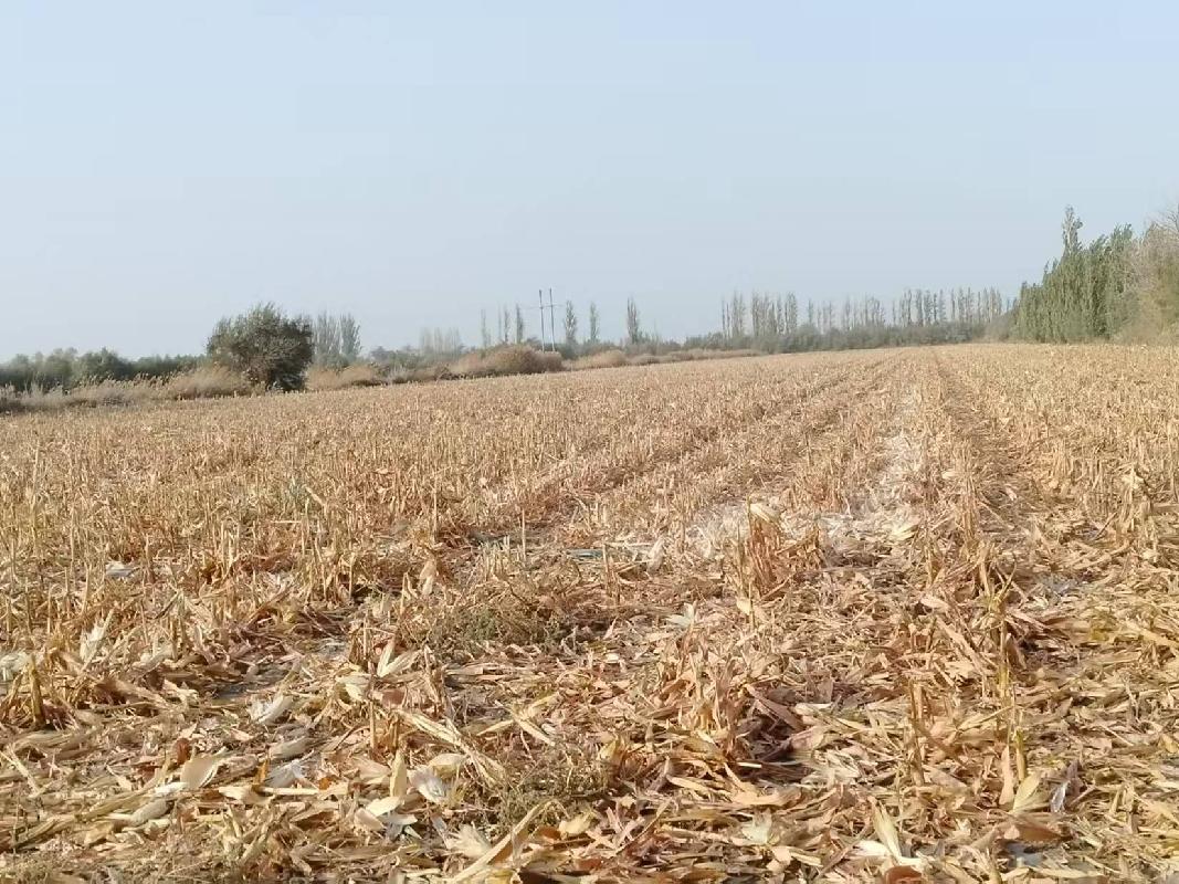 新疆巴州某公司租赁位于焉耆县2848亩农业用地