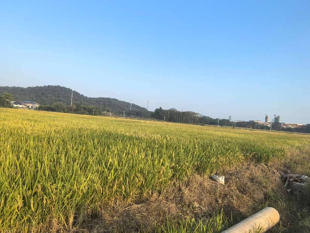 芜湖市弋江区三山街道三山村约223.92亩土地经营权出租公告