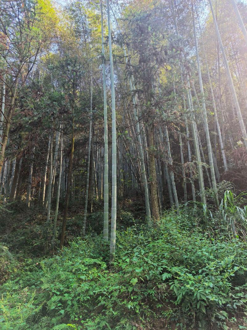 [池州市]池州市贵池区墩上街道团结村林场约1125亩竹林地块间伐毛竹资产转让公告