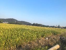 芜湖市弋江区三山街道三山村约223.92亩土地经营权出租公告