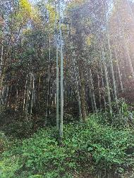 池州市贵池区墩上街道团结村林场约1125亩竹林地块间伐毛竹资产转让公告(国资监测编号GR2026AH2003260)