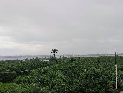 海口市三江镇丁荣水库南侧13宗土地使用权（含地上经济作物）分别公开招租