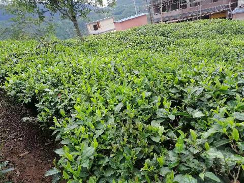 芜湖允诚融资担保有限公司所属4,817.4亩土地承包经营权及林木所有权转让公告