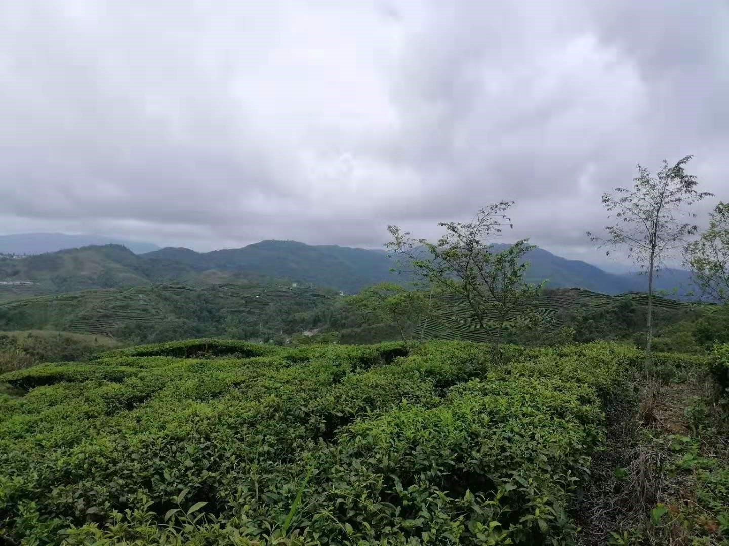 芜湖允诚融资担保有限公司所属4,817.4亩土地承包经营权及林木所有权转让公告