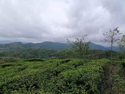 芜湖允诚融资担保有限公司所属4,817.4亩土地承包经营权及林木所有权转让公告