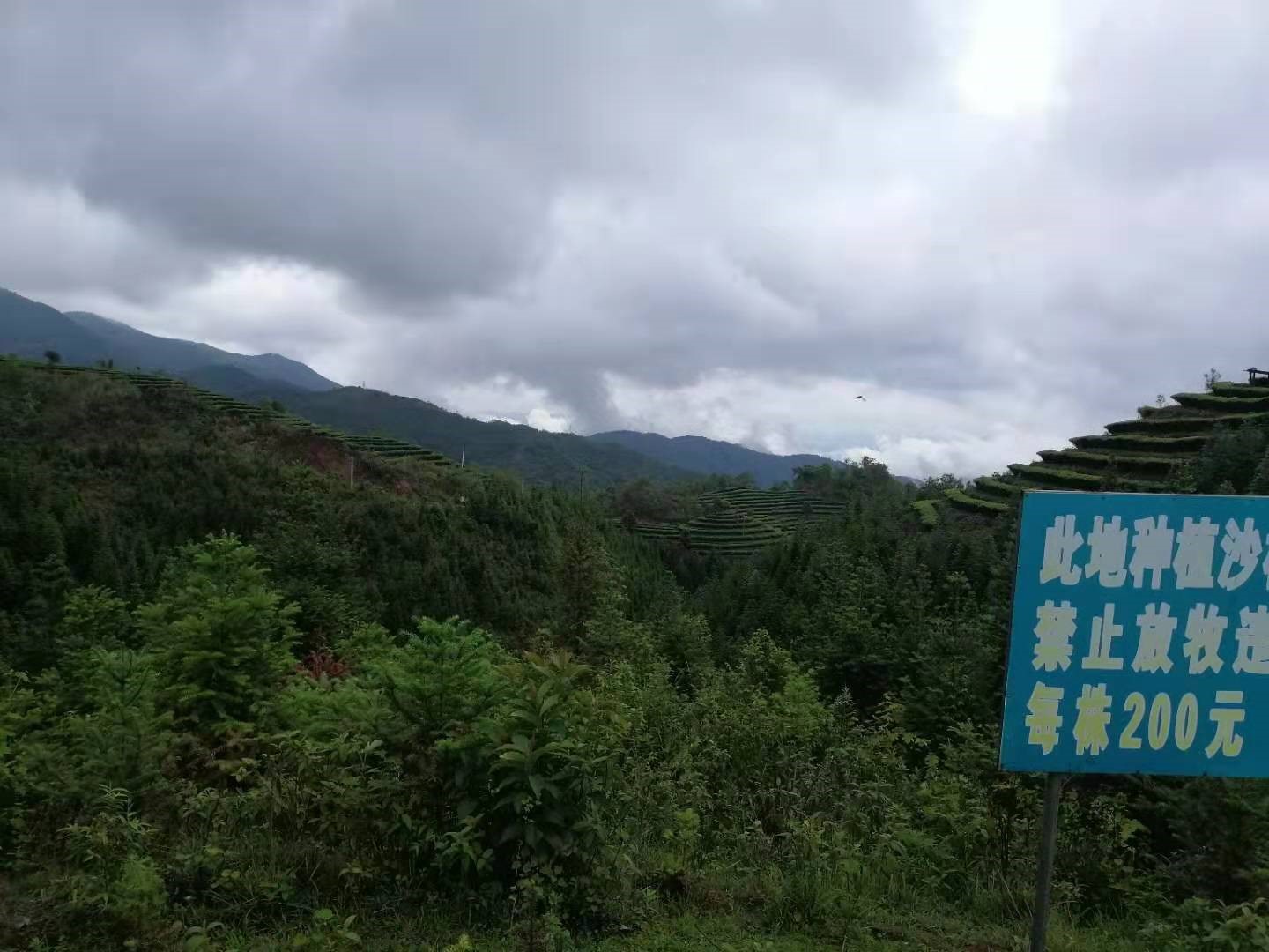 芜湖允诚融资担保有限公司所属4,817.4亩土地承包经营权及林木所有权转让公告