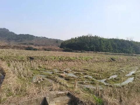 赤岸镇上吴村迁连、里坑、朱安等地块土地流转