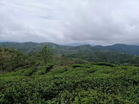 芜湖允诚融资担保有限公司所属4,817.4亩土地承包经营权及林木所有权转让公告