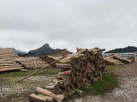 南丹縣山口林場持有的一批活立木、原木分別轉讓公告