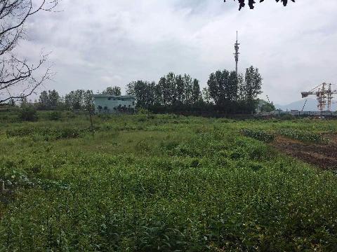 稠江街道金村（下金自然村）集体土地流转