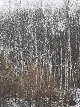 哈尔滨体育学院第二教学区（教学基地）2000棵白桦树木转让交易公告