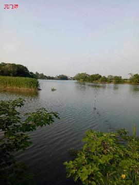 芜湖市湾沚区花桥镇红光村8处水面经营权出租公告