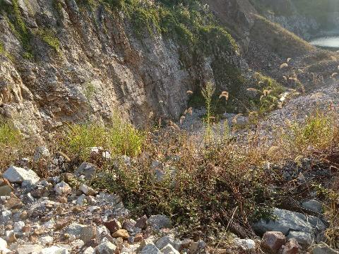 青阳县九华五矿公司黄山石灰石矿采场南侧边坡安全隐患治理过程中产生的矿石资源（界外部分）转让公告