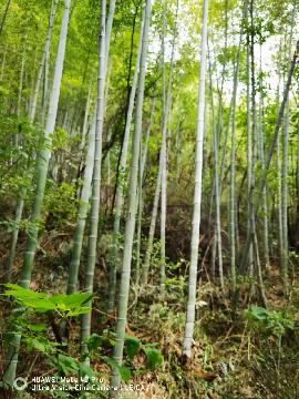 南陵县家发镇石峰村集体山场225亩区间内间伐毛竹转让公告