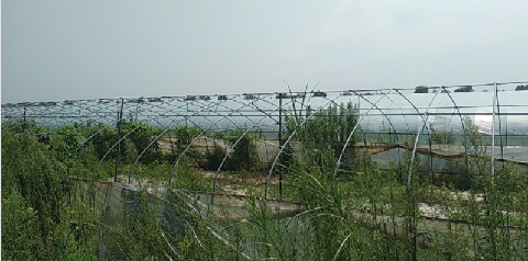 芜湖市鸠江区白茆镇人民政府一批二手果蔬大棚钢管转让公告