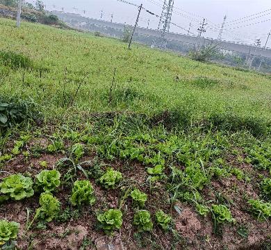 城西街道八一村集体土地流转