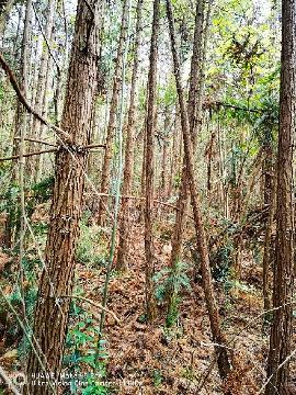 南陵县三里镇峨岭村村林场54.2亩杉木转让公告