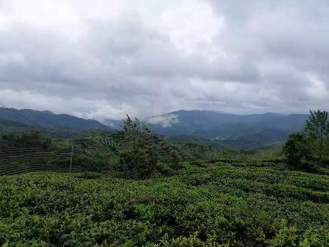 芜湖允诚融资担保有限公司所属4,817.4亩土地承包经营权及林木所有权转让公告