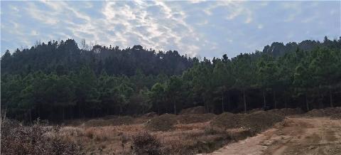 東至縣龍泉鎮讓塘村約914畝林地使用權及林木所有權轉讓公告