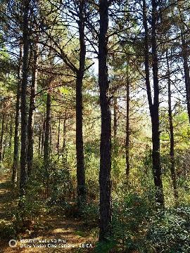 南陵县三里镇凤凰村王口山场36.5亩林木转让公告